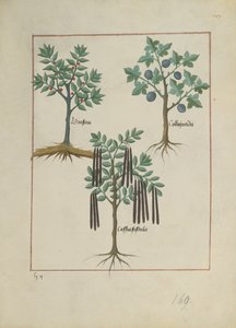 Illustration du Livre des Simples Médecines par Mattheaus Platearius (d.c.1161) c.1470 - Robinet Testard